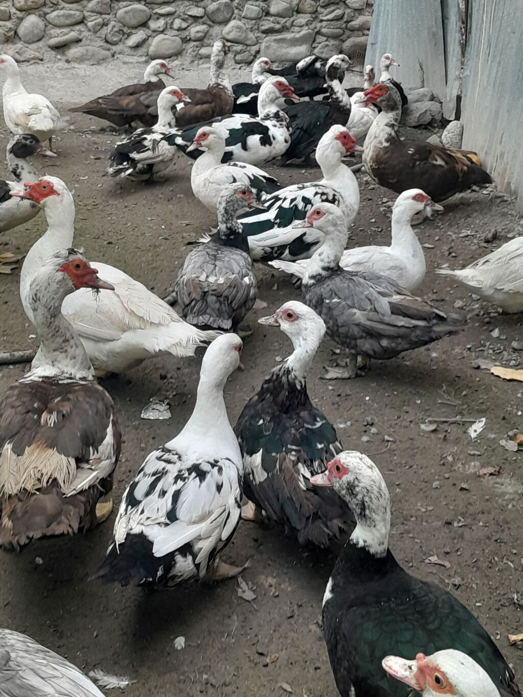 Kom halda hamsi 20 manatdan xoruzlu fereli tek tek 15 20 manat fereler — Digərləri, Gəncə (7)