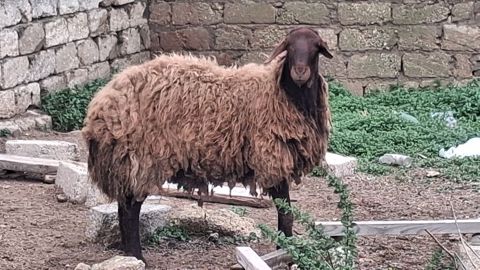 QOÇ: 2yaş yarımlıq damazlıq heyvan. Diri çəkisi 85-90kq — 750 ₼ · Bakı, Nərimanov · Kənd təsərrüfatı heyvanları QOÇ: 2yaş yarımlıq damazlıq heyvan. Diri çəkisi 85-90kq — Bakı