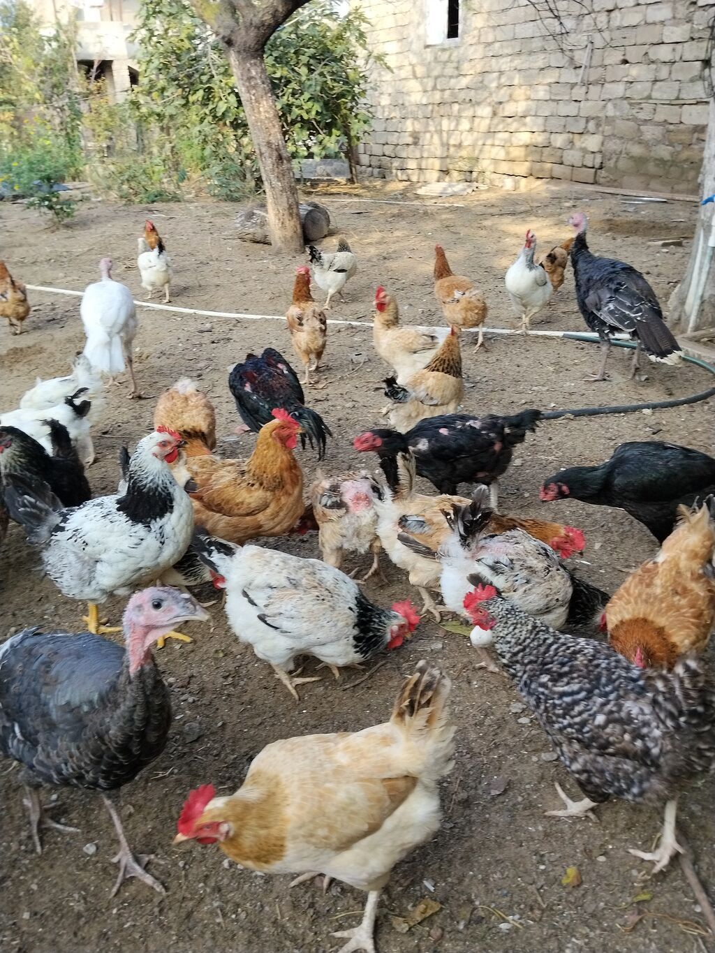 Toyuq, Yumurtalıq — Toyuq və xoruz, Digah (2)