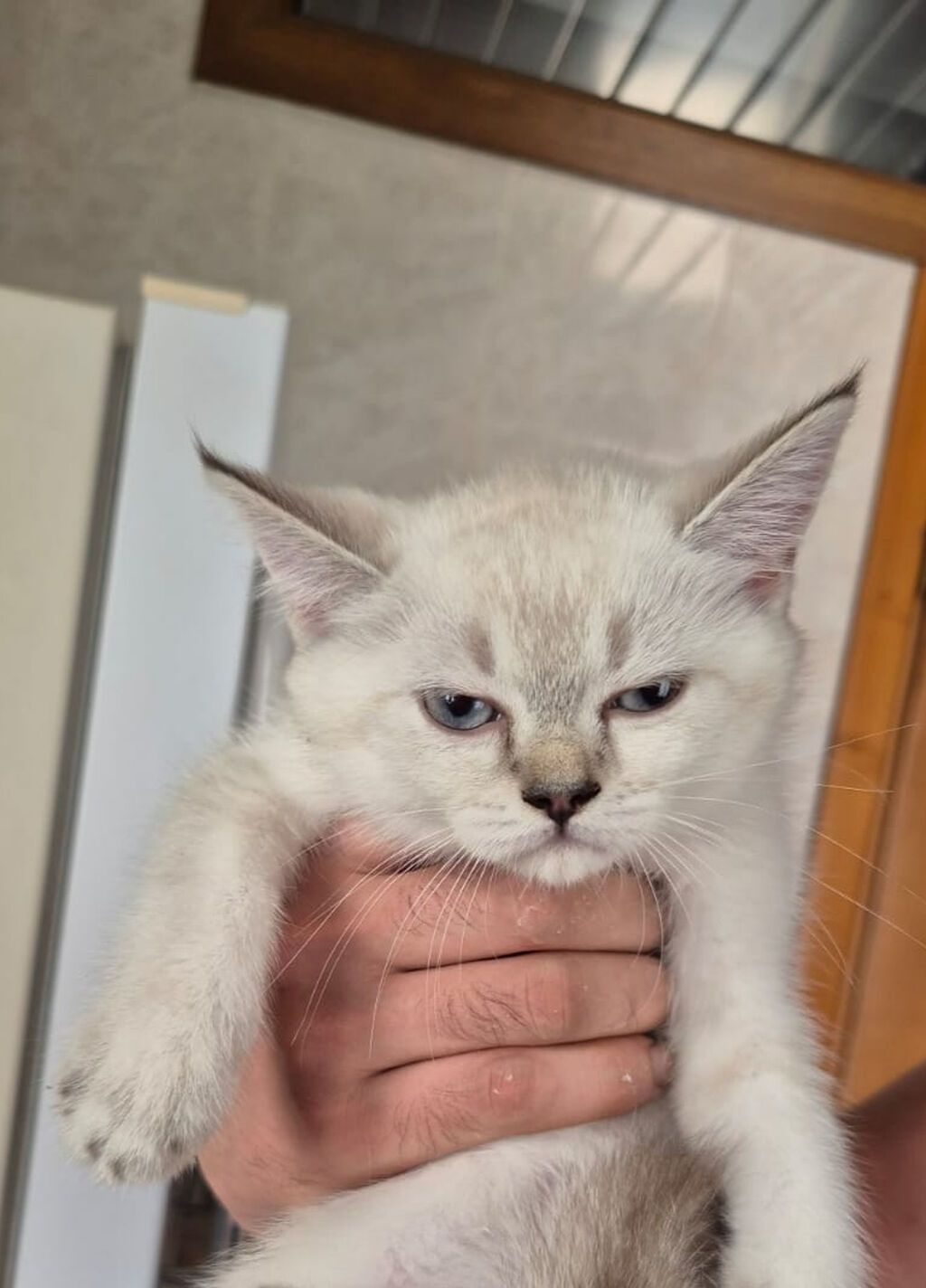 4 aylıq Şınşıla balaları. Yuva, yem qabları,qum qabı, oyuncaqlar ilə — Pişiklər, Bakı (3)