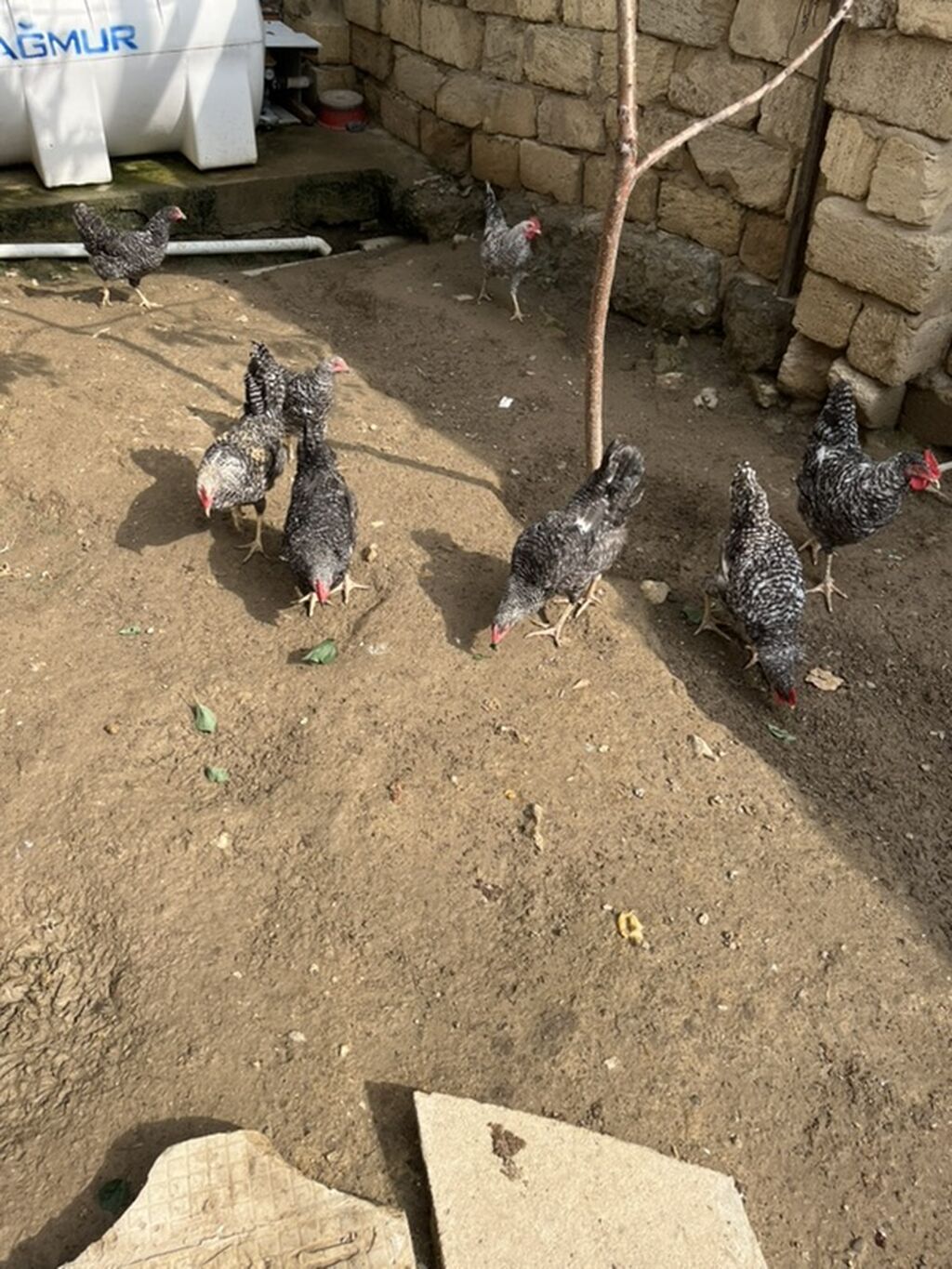 Toyuq, Yumurtalıq — Toyuq və xoruz, Bakı (3)