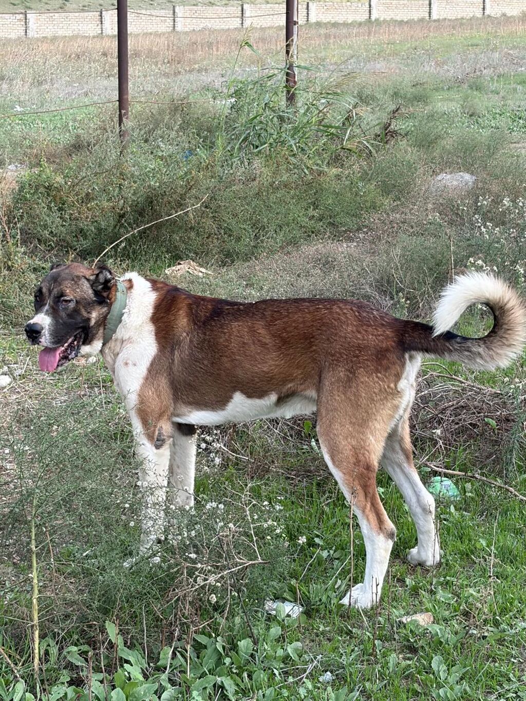 Qurdbasar, 2 il, Erkək, Peyvəndli, Rayonlara çatdırılma — Köpəklər, Mehdiabad (7)