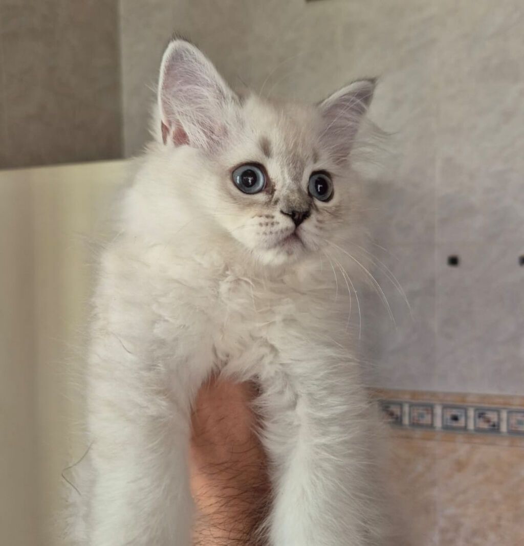 4 aylıq Şınşıla balaları. Yuva, yem qabları,qum qabı, oyuncaqlar ilə — Pişiklər, Bakı (2)