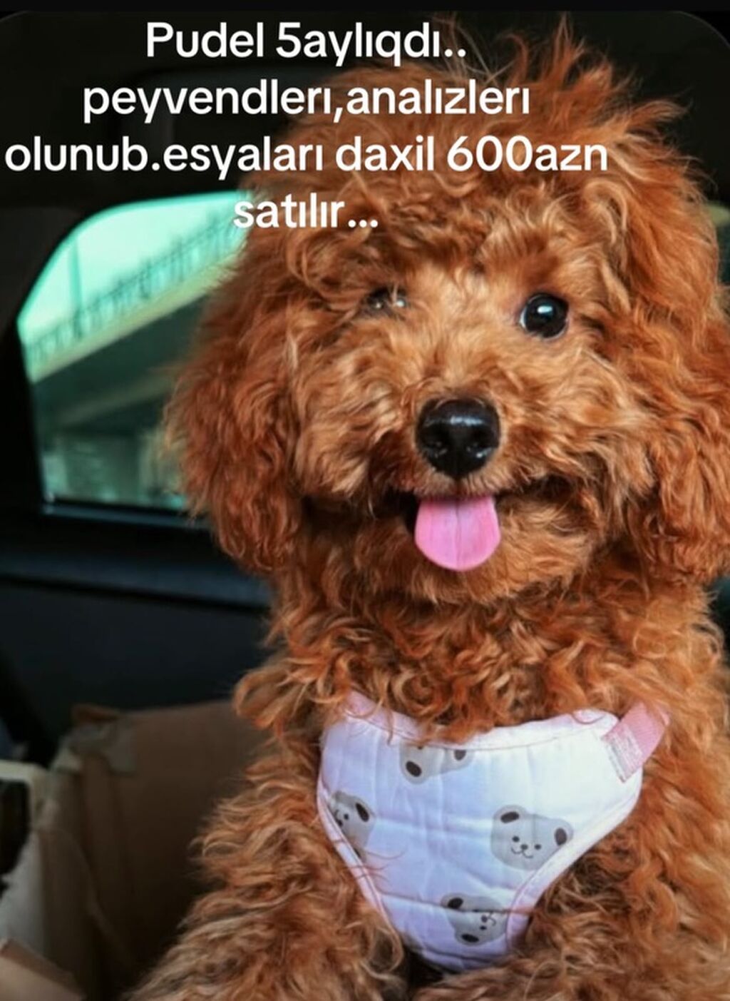 Pudel, 5 ay, Dişi, Peyvəndli, Ünvandan götürmə, Ödənişli çatdırılma — Köpəklər, Digah