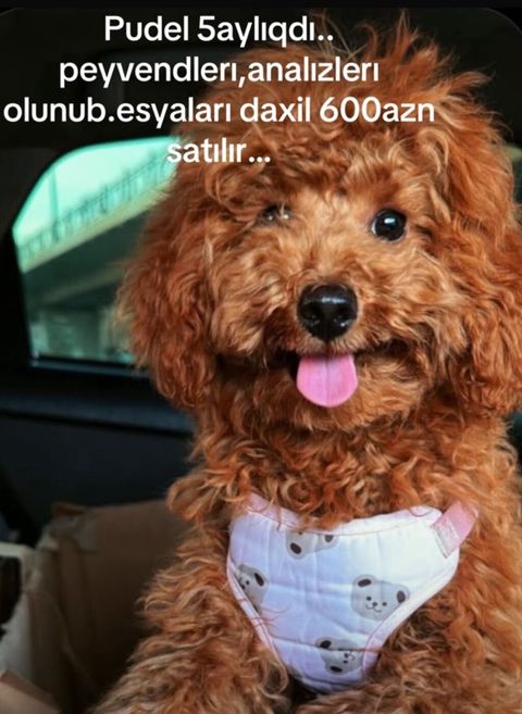 Pudel, 5 ay, Dişi, Peyvəndli, Ünvandan götürmə, Ödənişli çatdırılma — 600 ₼ · Digah · Köpəklər Pudel, 5 ay, Dişi, Peyvəndli, Ünvandan götürmə, Ödənişli çatdırılma — Digah