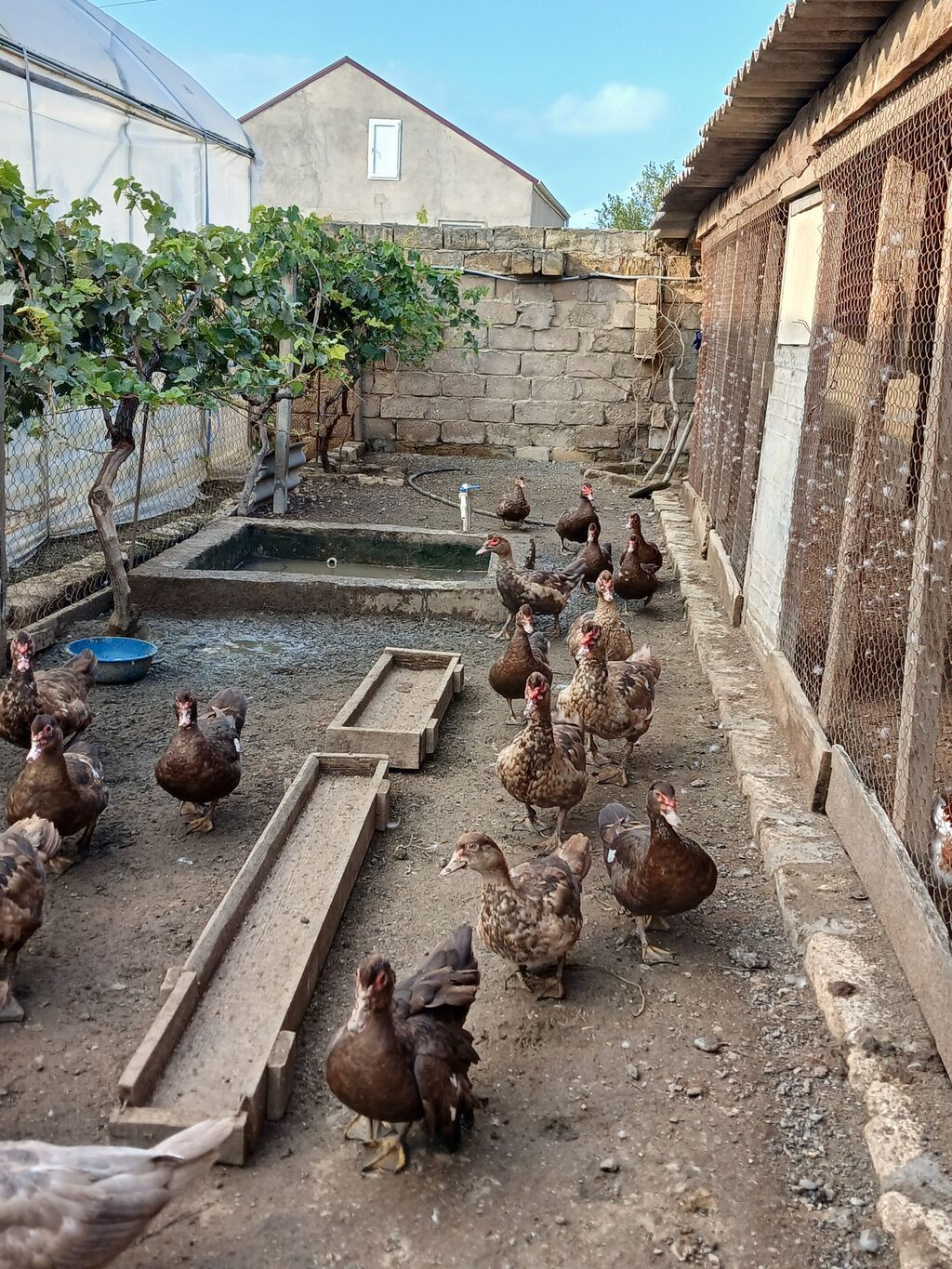 Krasnadar Lal ördəklər satilir təmiz sortdur qiymət öldürməyə calisma — Digərləri, Digah (7)