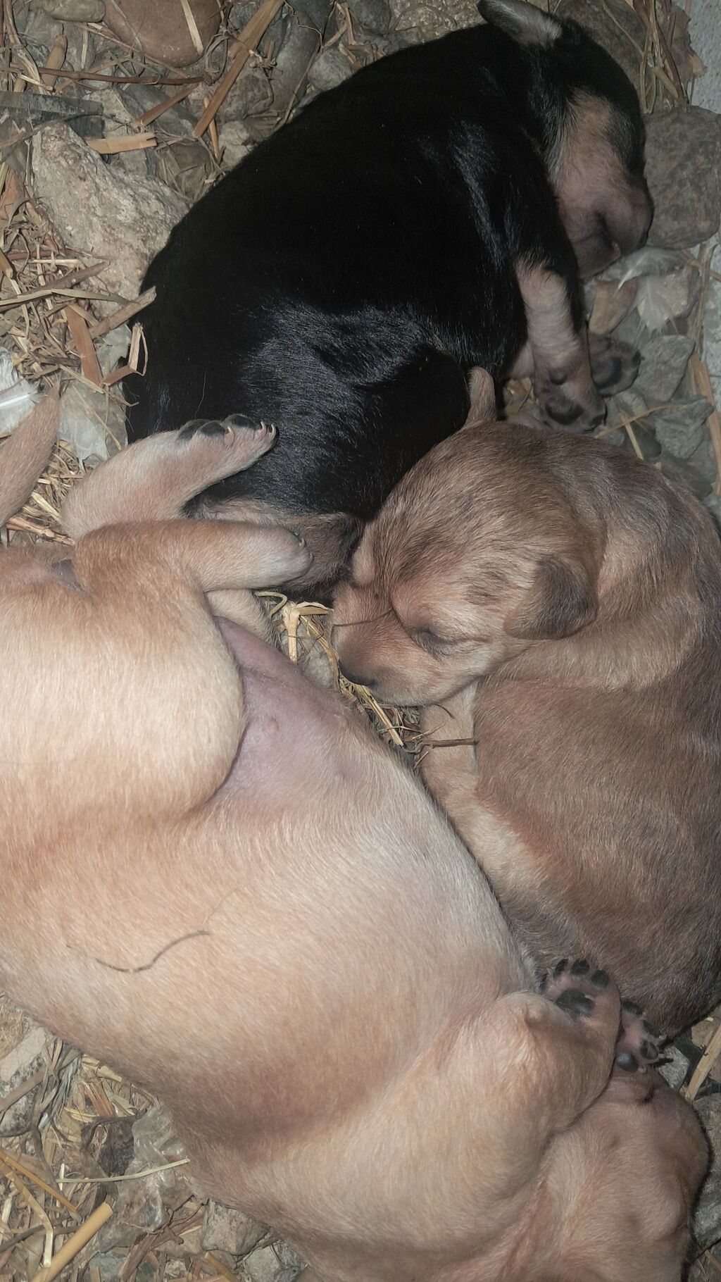 1 ay, Dişi, Cütləşmə üçün, Ünvandan götürmə — Köpəklər, Digah (2)