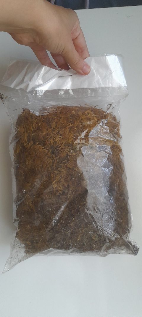 Мох сфагнум — Bakı