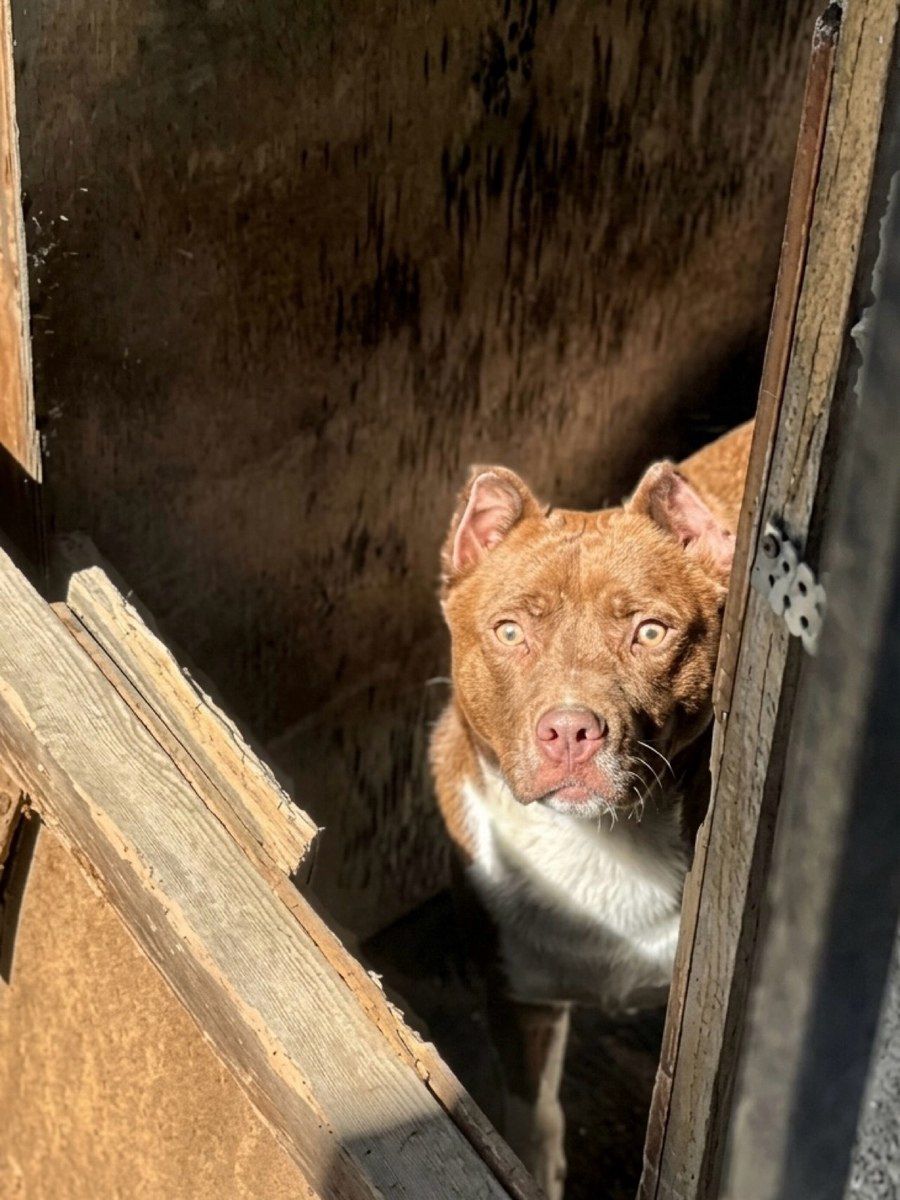 Pitbul — Köpəklər, Bakı