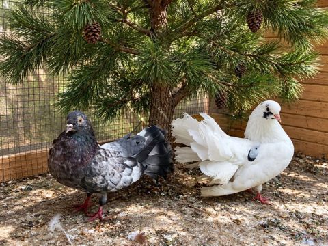 Hazır cüt Pavlin.Boyun əstirəndir və oynaqdır.Yumurtayırlar.Cütü 35m — Bakı