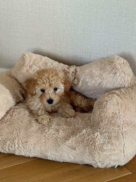 Toy poodle — Bakı