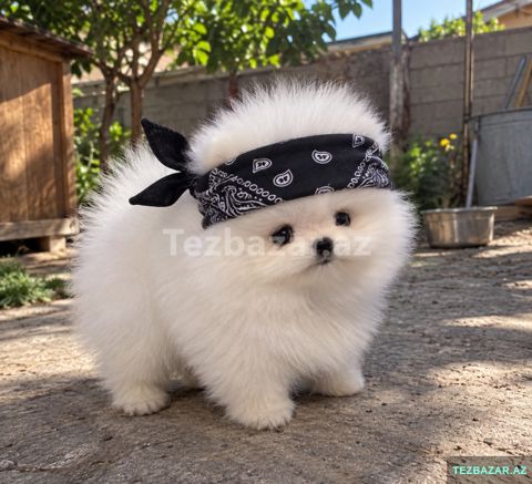 Spitz pomerian balasi — 250 ₼ · Bakı · Köpəklər Spitz pomerian balasi — Bakı