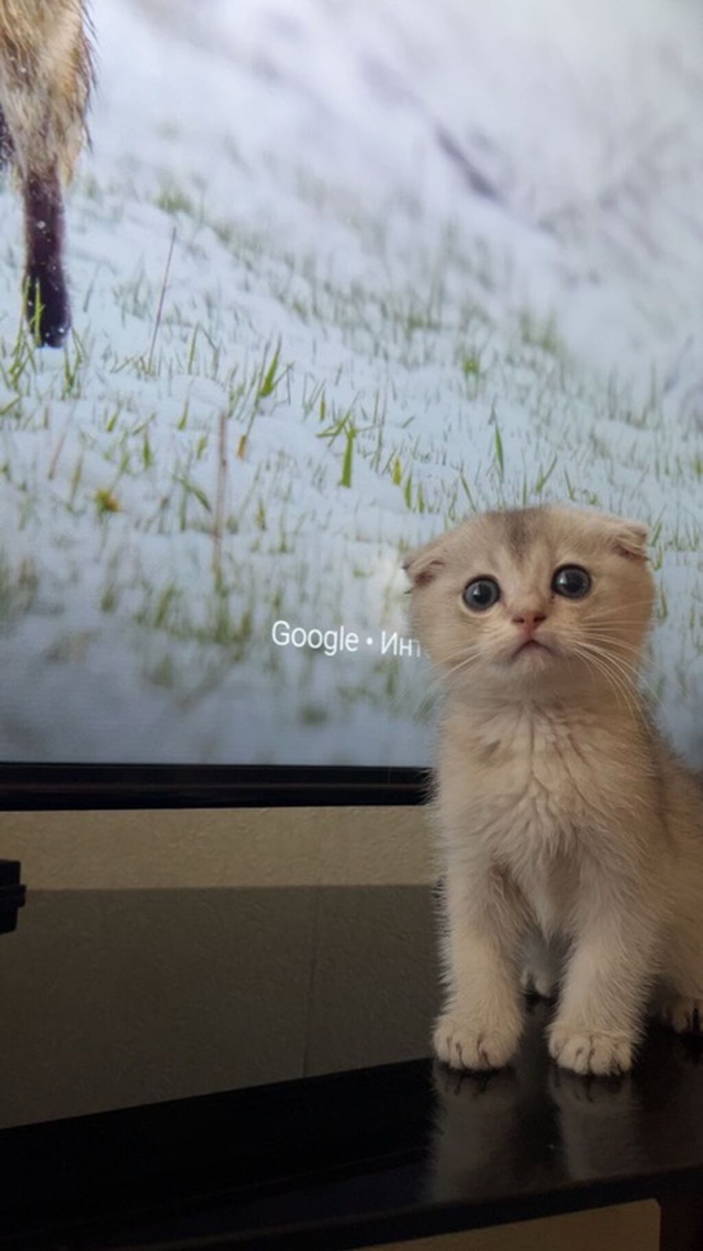 Scottish Fold balası (qulaqları qatlanmış) - Rəng: krem-gümüş — Pişiklər, Bakı (2)