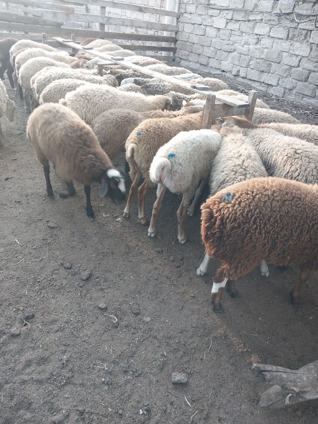 Quzular — Kənd təsərrüfatı heyvanları, Bakı