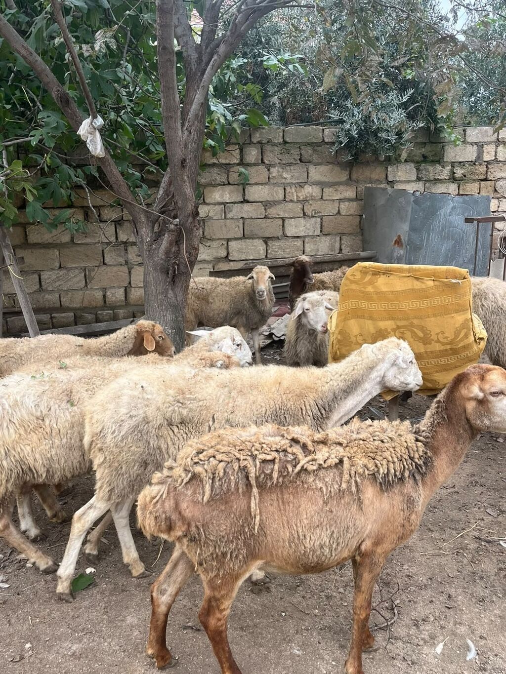 11 dene boqaz qoyun saqlamdilar yemeylerine soz ola bilmez kom satlir — Digər heyvanlar, Novxanı (3)