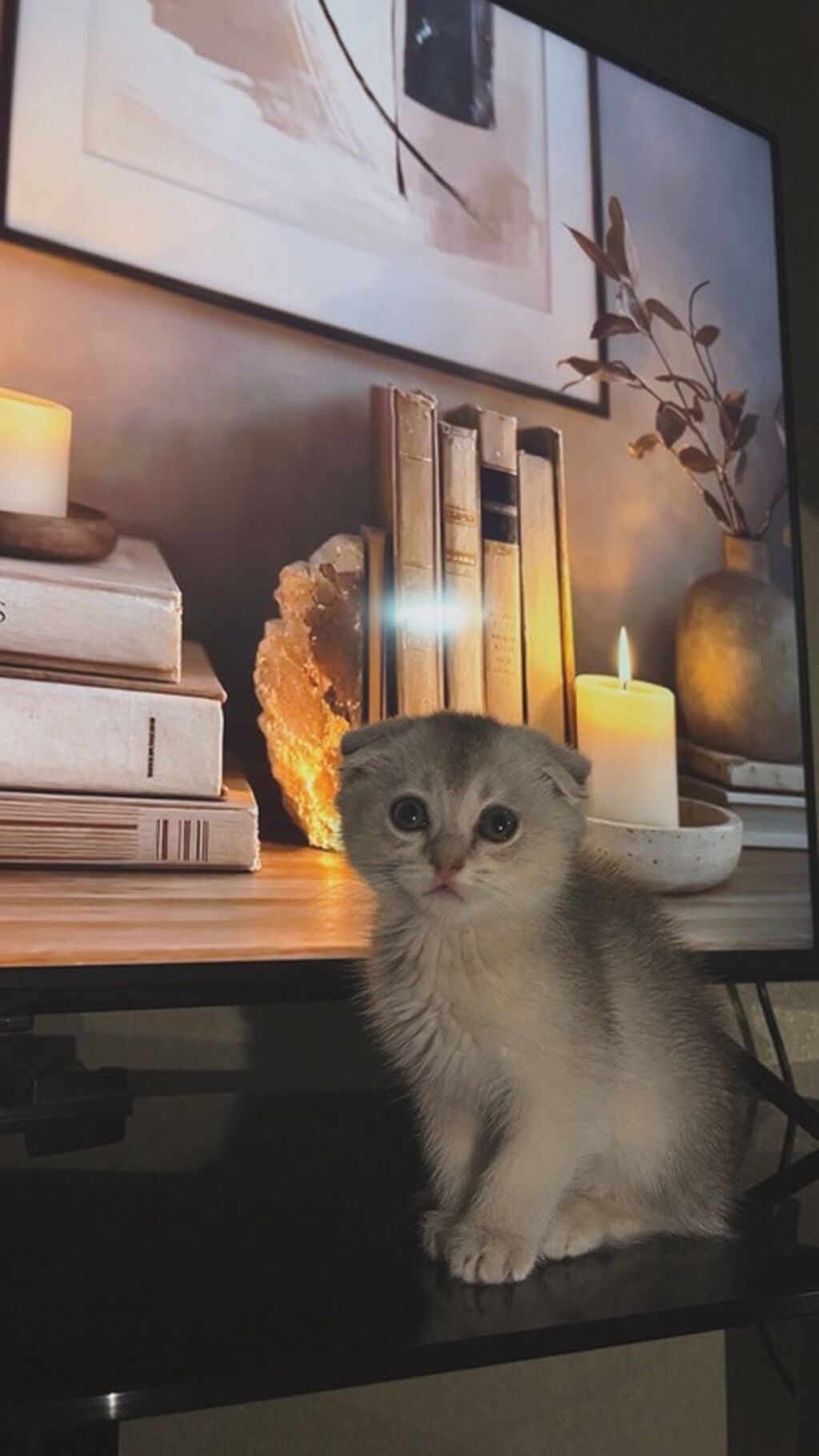 Scottish Fold balası (qulaqları qatlanmış) - Rəng: krem-gümüş — Pişiklər, Bakı (3)
