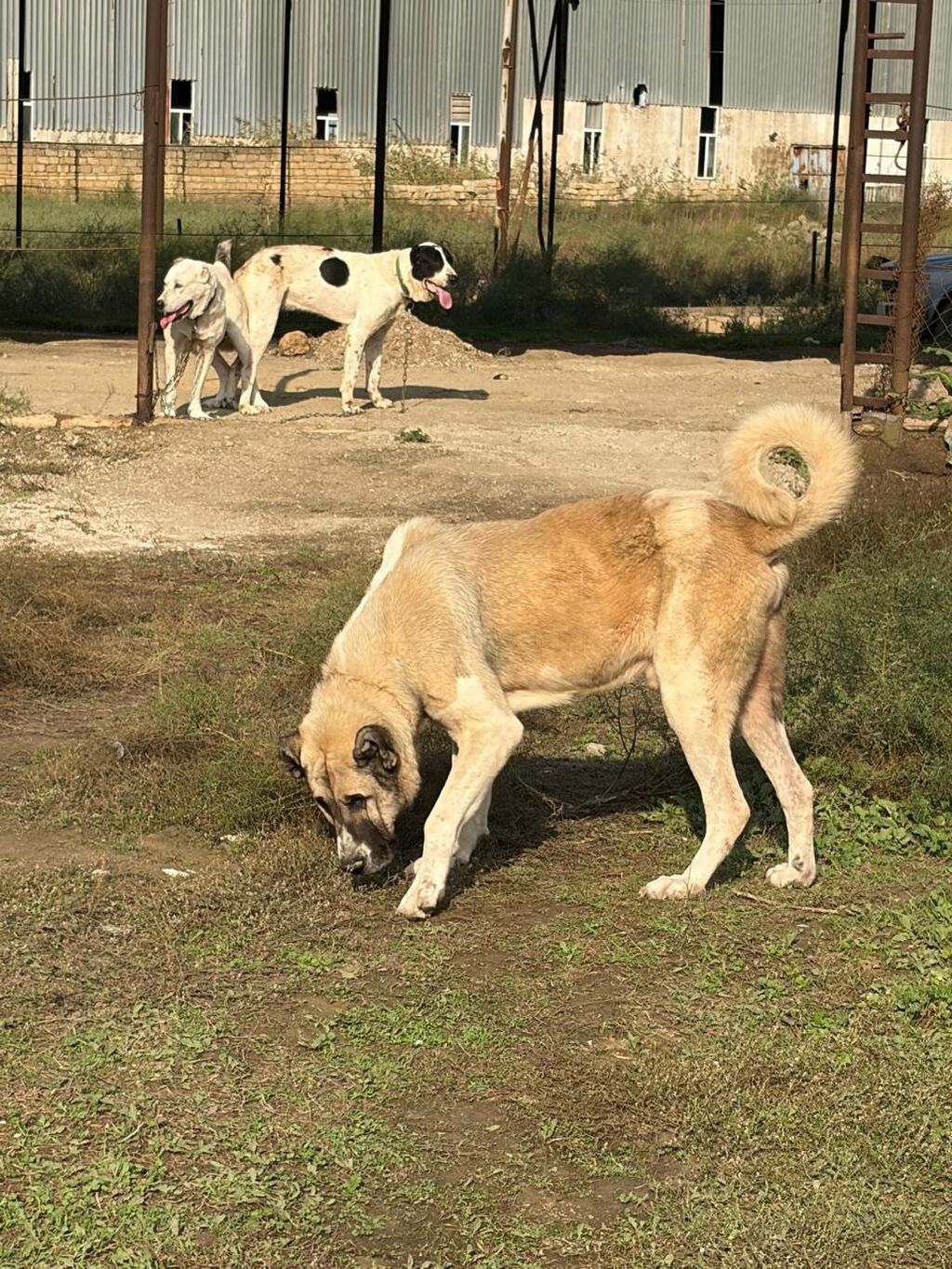 Qurdbasar, 3 il, Erkək, Peyvəndli, Rayonlara çatdırılma — Köpəklər, Mehdiabad (2)