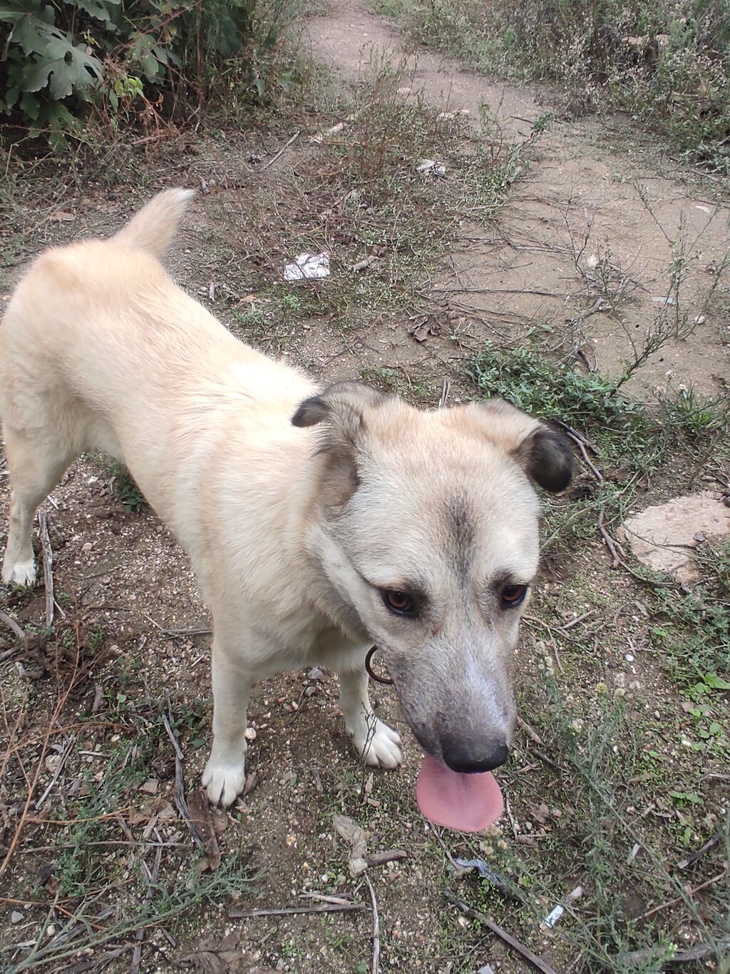 Alabay, 5 ay, Dişi — Köpəklər, Digah (4)