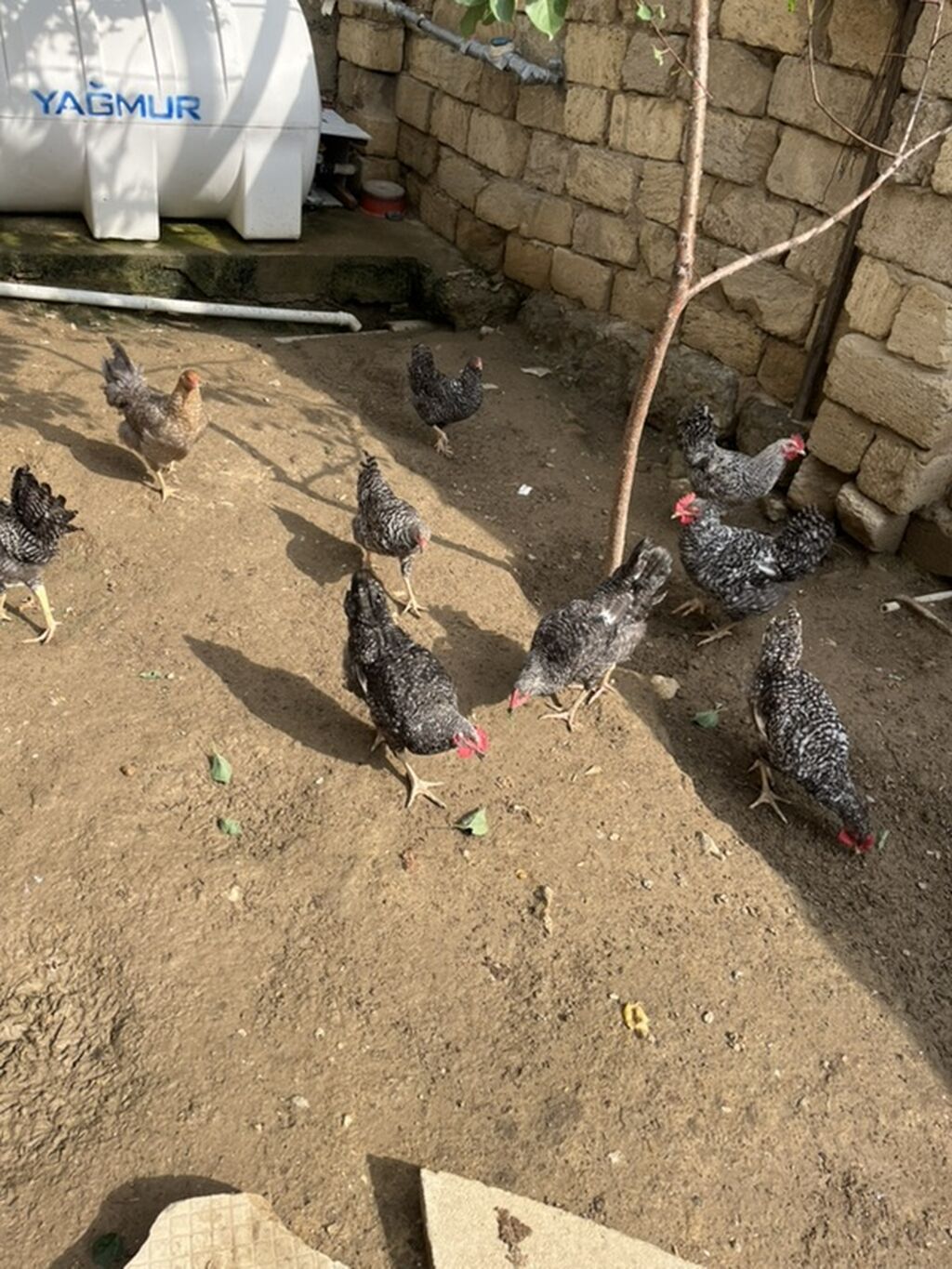 Toyuq, Yumurtalıq — Toyuq və xoruz, Bakı (2)