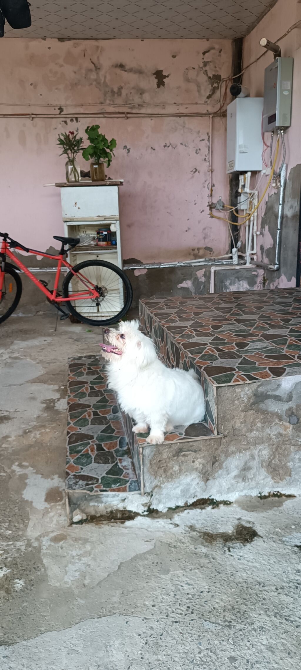 Bolonka — Köpəklər, Bakı (7)
