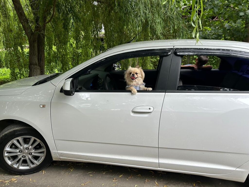 Pekines, Peyvəndli — Köpəklər, Bakı (2)