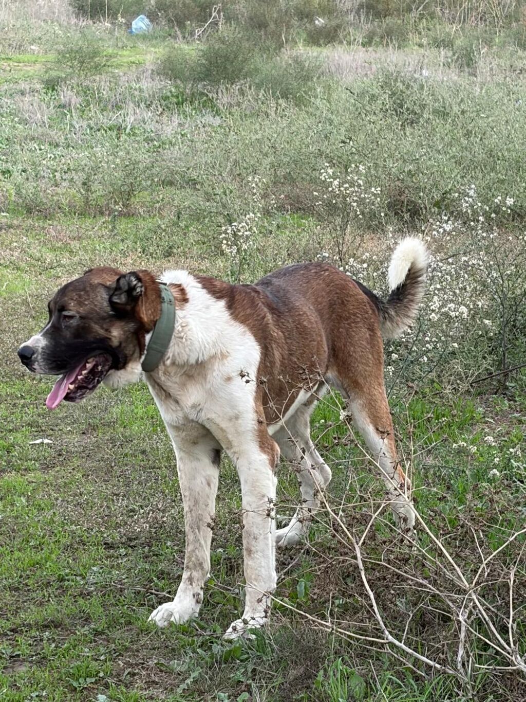 Qurdbasar, 2 il, Erkək, Peyvəndli, Rayonlara çatdırılma — Köpəklər, Mehdiabad (9)
