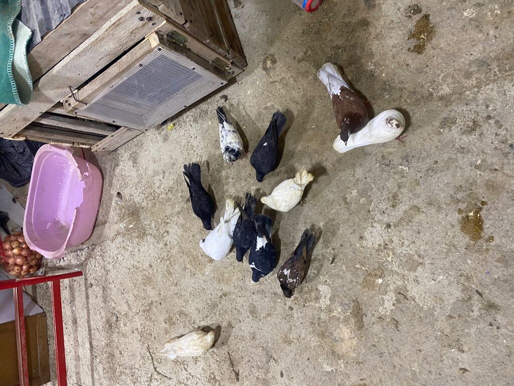 Sağlam heyvalardır 11eded tergizme icinde sat verende var tek tek — Göyərçin, Digah (3)