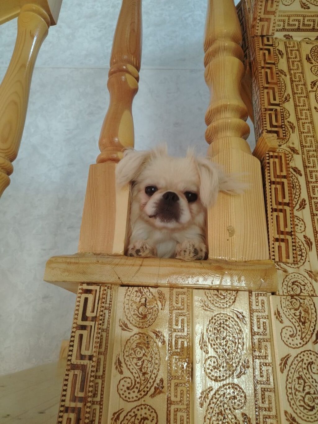 Pekines, Peyvəndli — Köpəklər, Bakı (3)