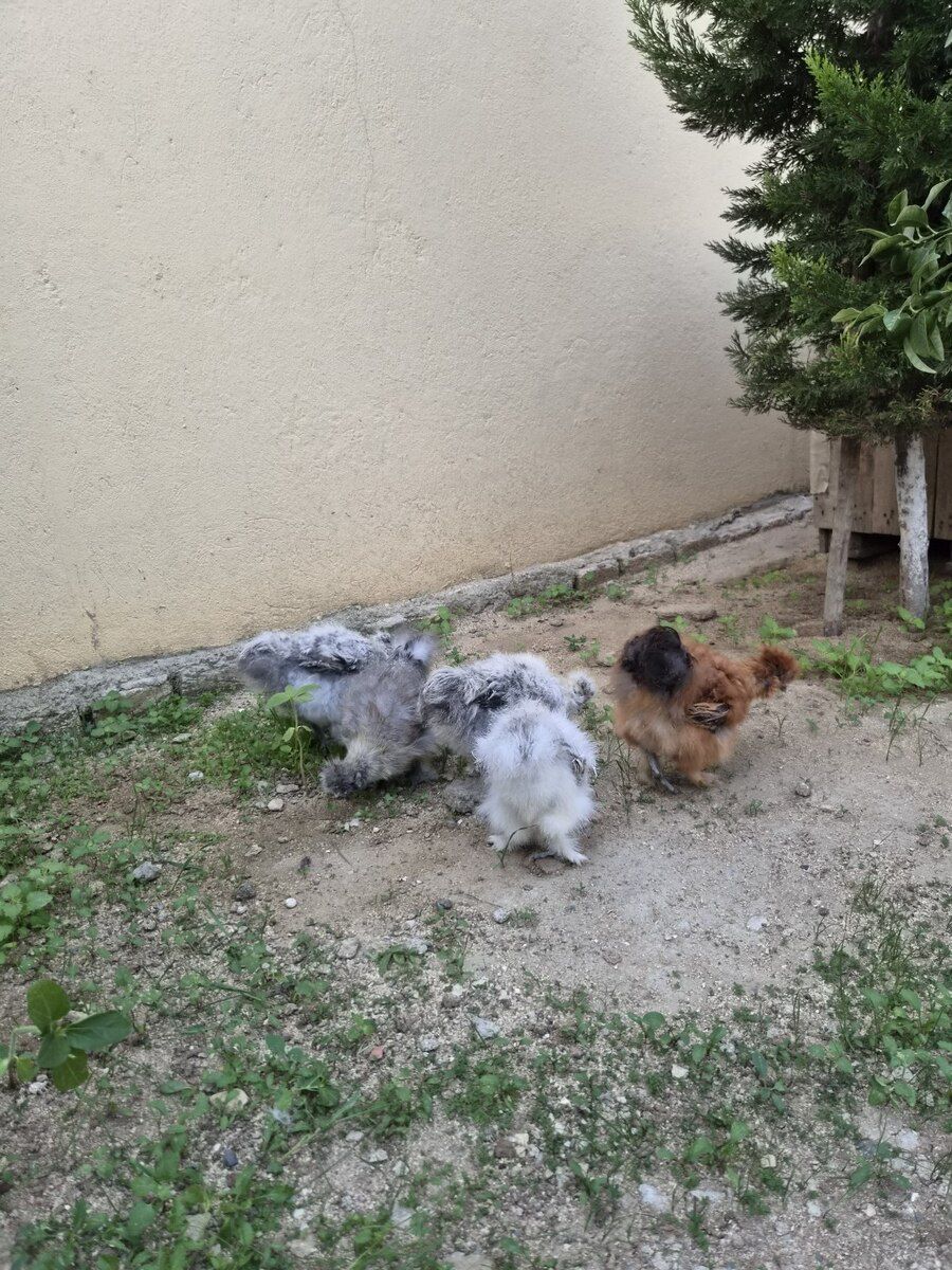 Ponpon cücələr — Quşlar, Bakı (8)