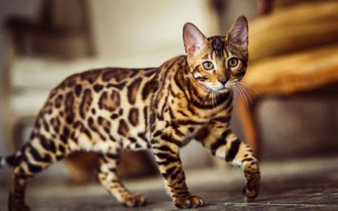 Benqal pişiyi — 500 ₼ · Bakı · Pişiklər Benqal pişiyi — Bakı