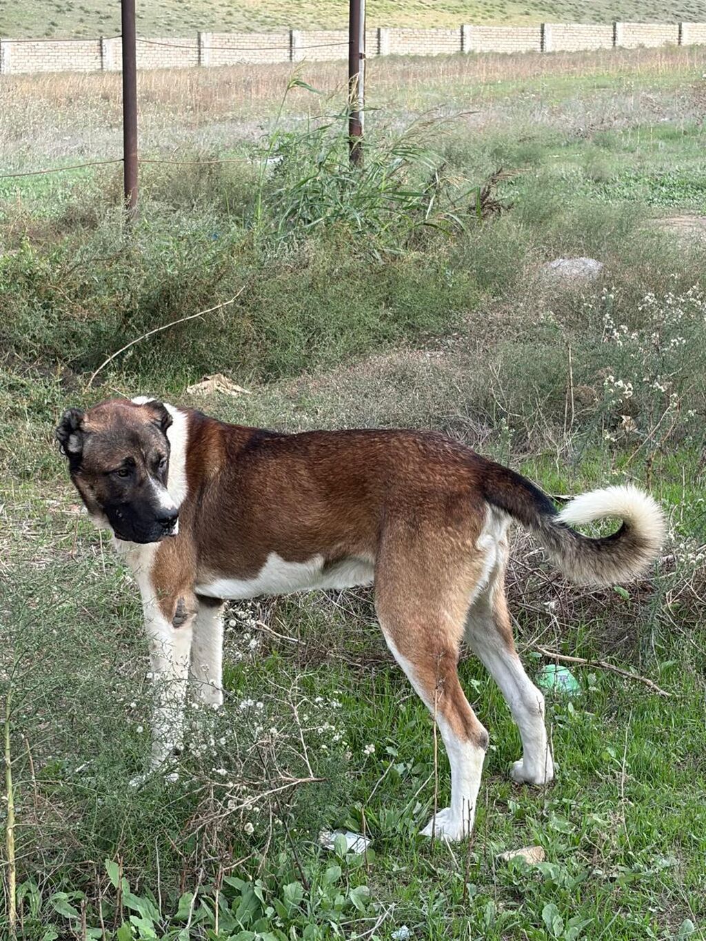 Qurdbasar, 2 il, Erkək, Peyvəndli, Rayonlara çatdırılma — Köpəklər, Mehdiabad (6)
