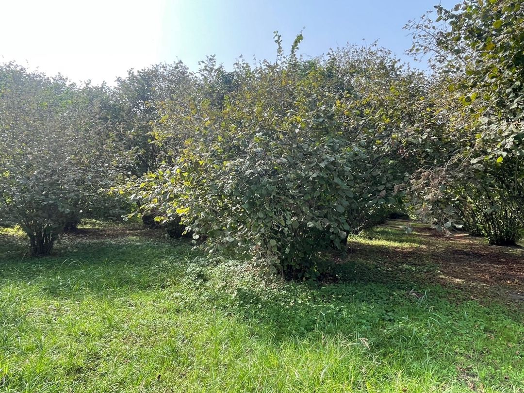 29 sot torpaq sahəsi, Zaqatala r — Torpaq, Zaqatala (3)