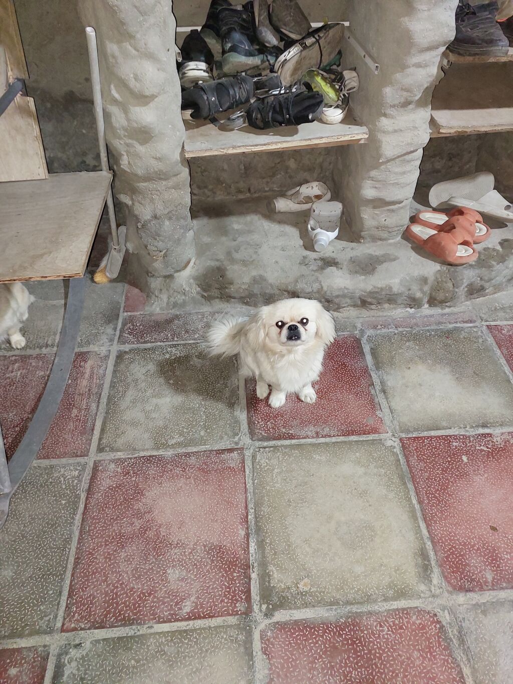 Pekines — Köpəklər, Sumqayıt