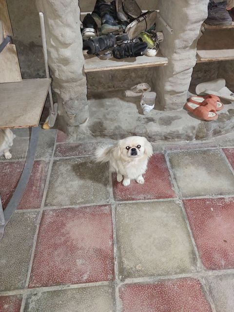 Pekines — Sumqayıt