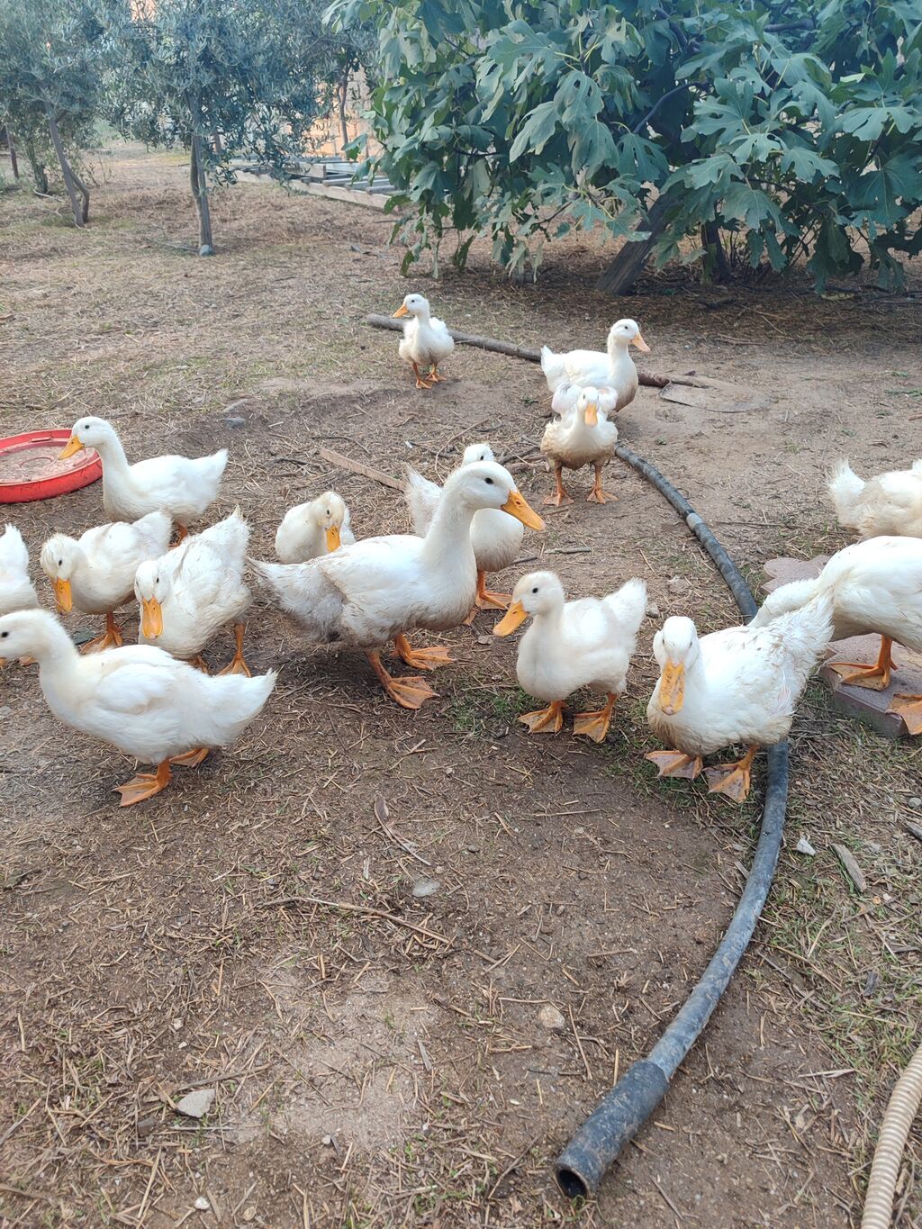 Pekin ördəkləri.3 aylig — Digərləri, Bakı (2)