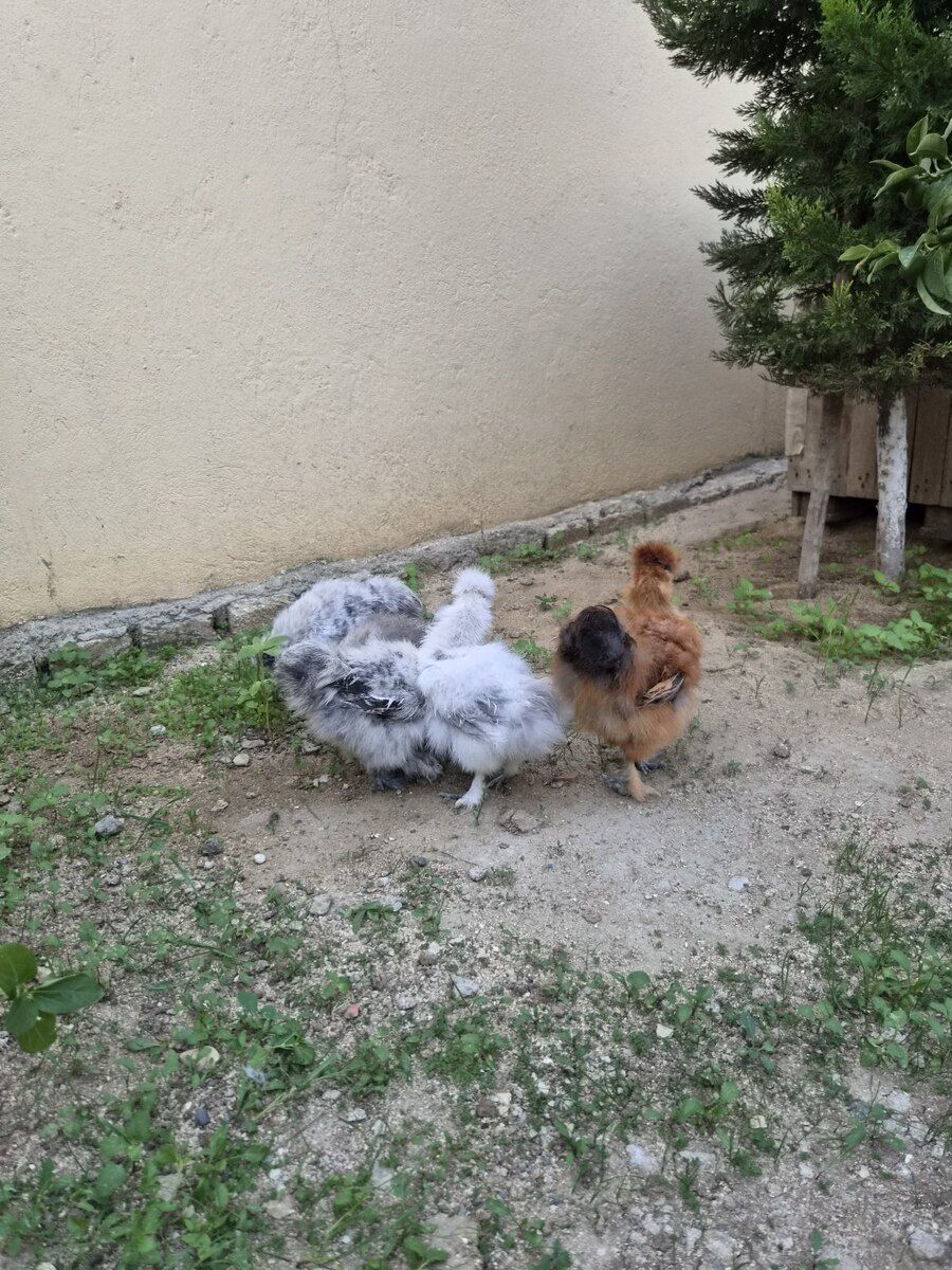 Ponpon cücələr — Quşlar, Bakı (12)