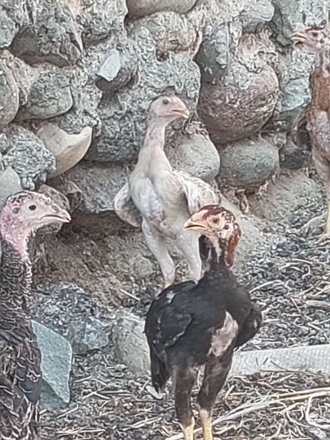 Toyuq cücələri, Ətlik, Ödənişli çatdırılma — 90 ₼ · Goranboy · Toyuq və xoruz Toyuq cücələri, Ətlik, Ödənişli çatdırılma — Goranboy