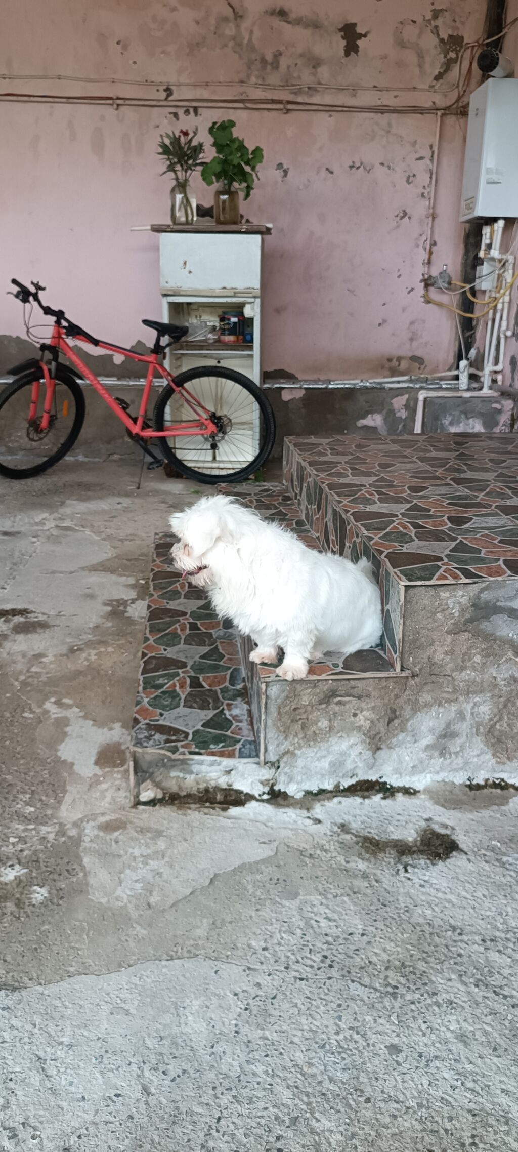 Bolonka — Köpəklər, Bakı (9)