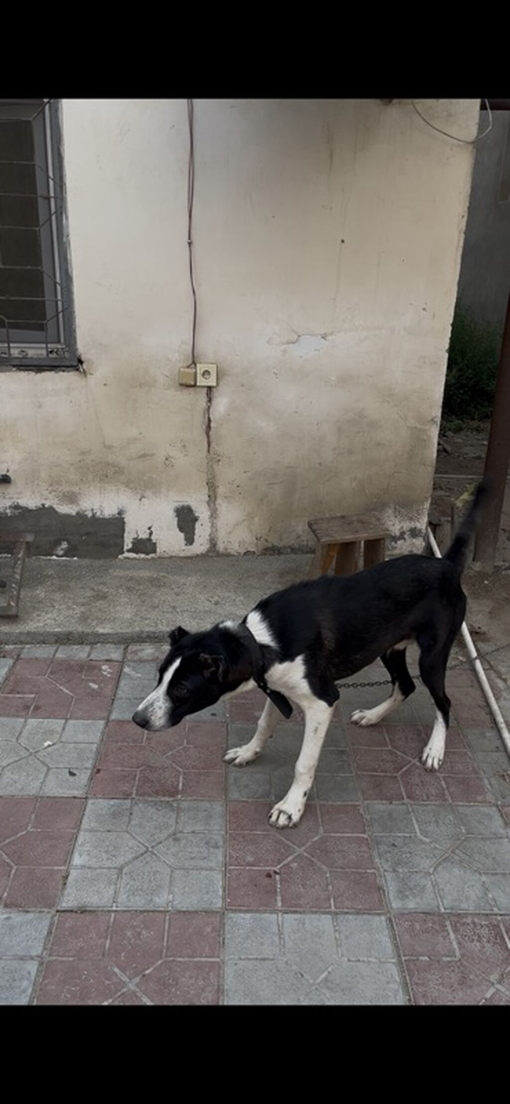 Qurdbasar, 10 ay, Erkək, Peyvəndli, Ünvandan götürmə — Köpəklər, Bakı (3)