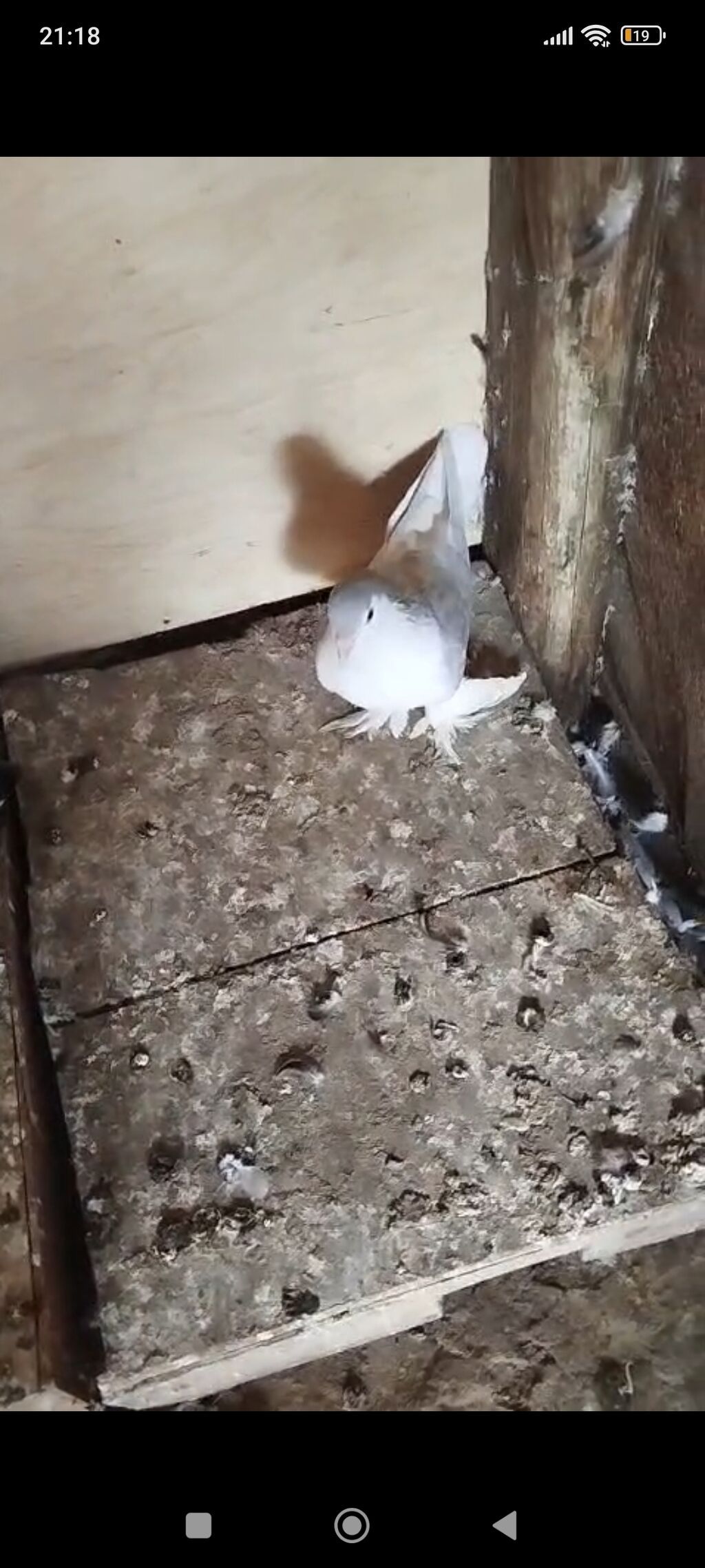 Cüt bəzəkli göyərçinlər - Növ: bəzəkli/ayaqları lələkli göyərçinlər — Göyərçin, Bakı (4)