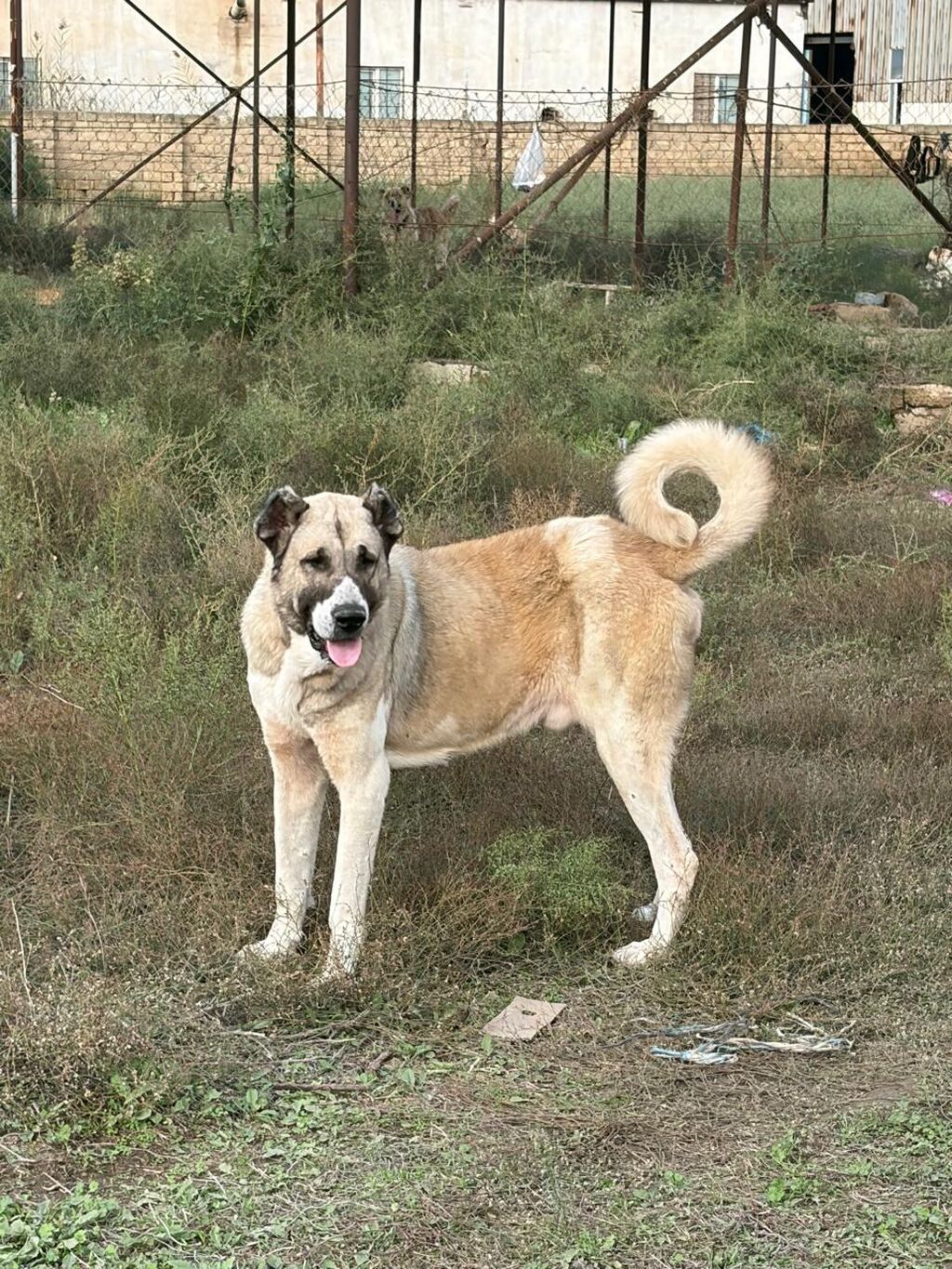 Qurdbasar, 3 il, Erkək, Peyvəndli, Rayonlara çatdırılma — Köpəklər, Mehdiabad (3)