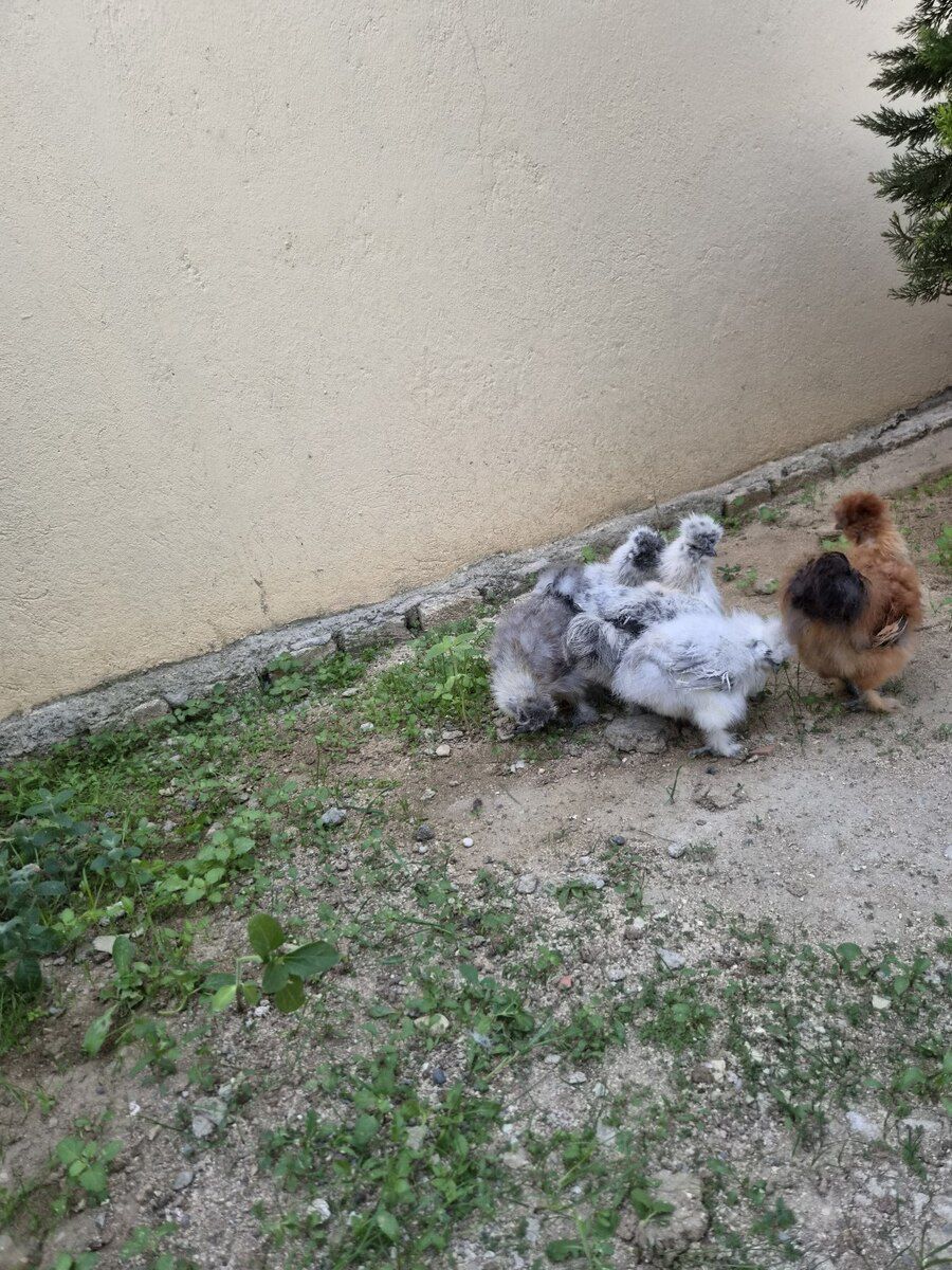 Ponpon cücələr — Quşlar, Bakı (9)