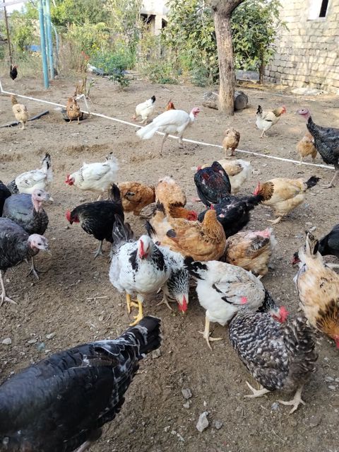 Toyuq, Yumurtalıq — 13 ₼ · Digah · Toyuq və xoruz Toyuq, Yumurtalıq — Digah