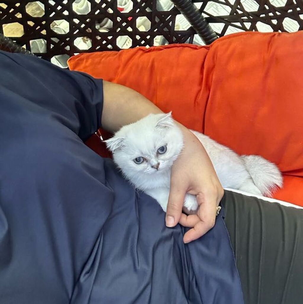 Şotland yastı qulaq, Erkək, Yaxşı əllərə, Ödənişli çatdırılma — Pişiklər, Şəmkir (9)