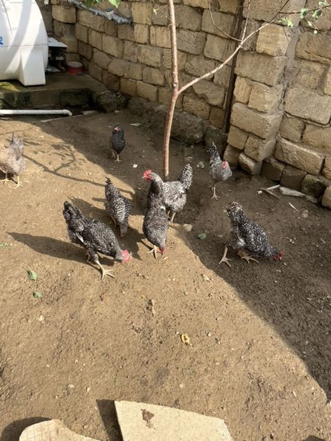 Toyuq, Yumurtalıq — 20 ₼ · Bakı · Toyuq və xoruz Toyuq, Yumurtalıq — Bakı