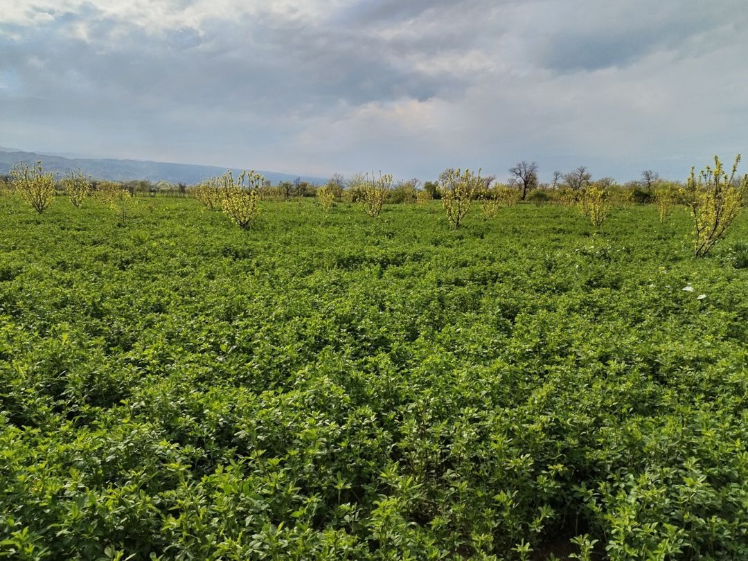 2.67 sot torpaq sahəsi, Qax r — Torpaq, Qax (6)
