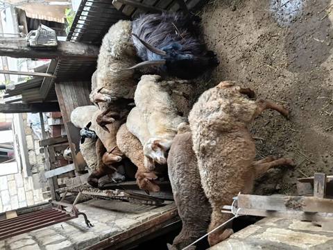 Qurbanlıq və damazlıq üçün qoyun-keçi sürüsü - Növ: yerli qoyunlar və — 4 100 ₼ · Ceyranbatan · Kənd təsərrüfatı heyvanları Qurbanlıq və damazlıq üçün qoyun-keçi sürüsü - Növ: yerli qoyunlar və — Ceyranbatan