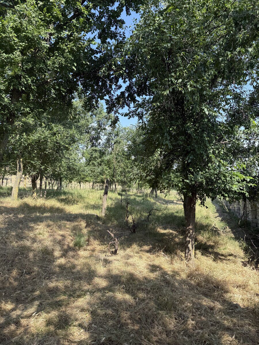 57 sot torpaq sahəsi, Şabran r — Torpaq, Şabran (11)