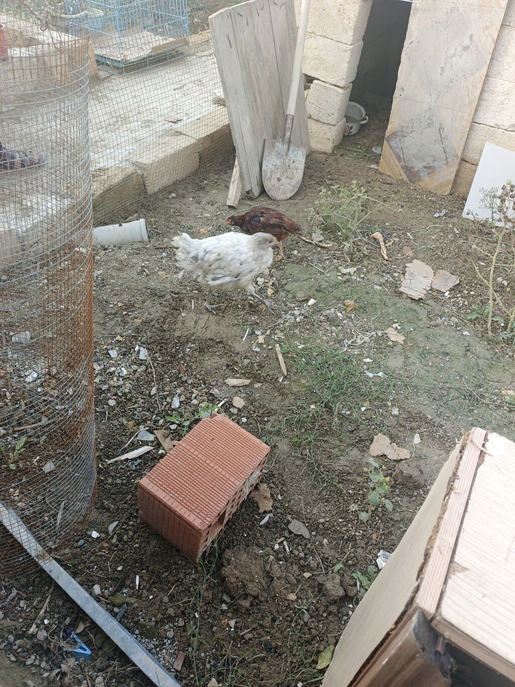 Toyuq, Damazlıq, Pulsuz çatdırılma — Toyuq və xoruz, Xırdalan (3)