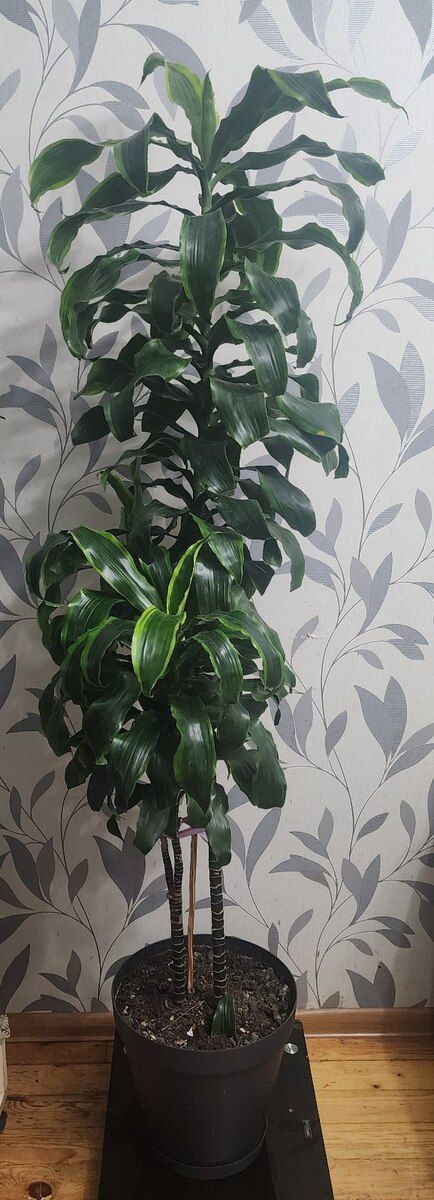 Dracaena bitkisi — 750 ₼ · Bakı · Bitkilər Dracaena bitkisi — Bakı